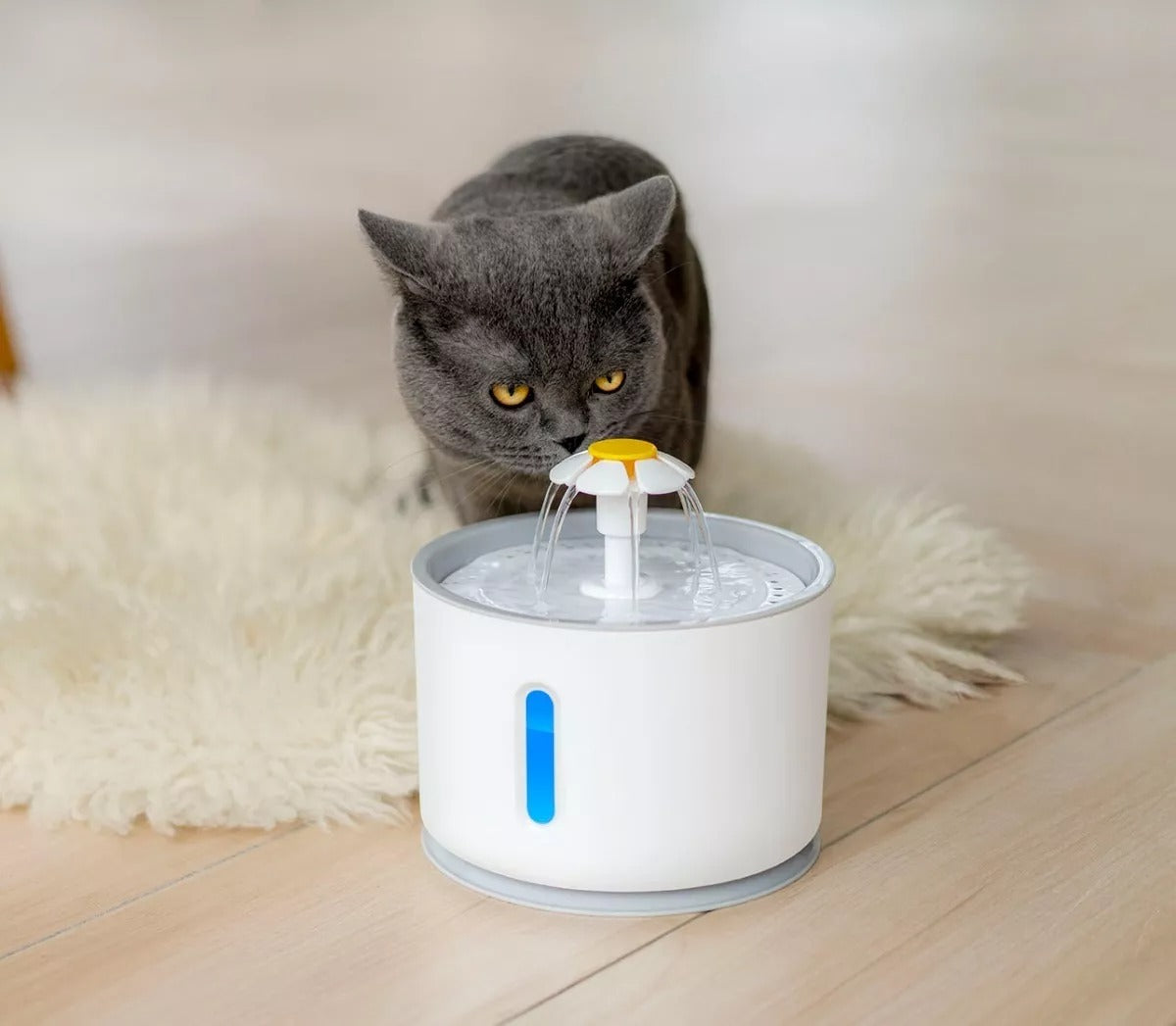 VivaPaw - Fuente de bienestar para tu compañero fiel